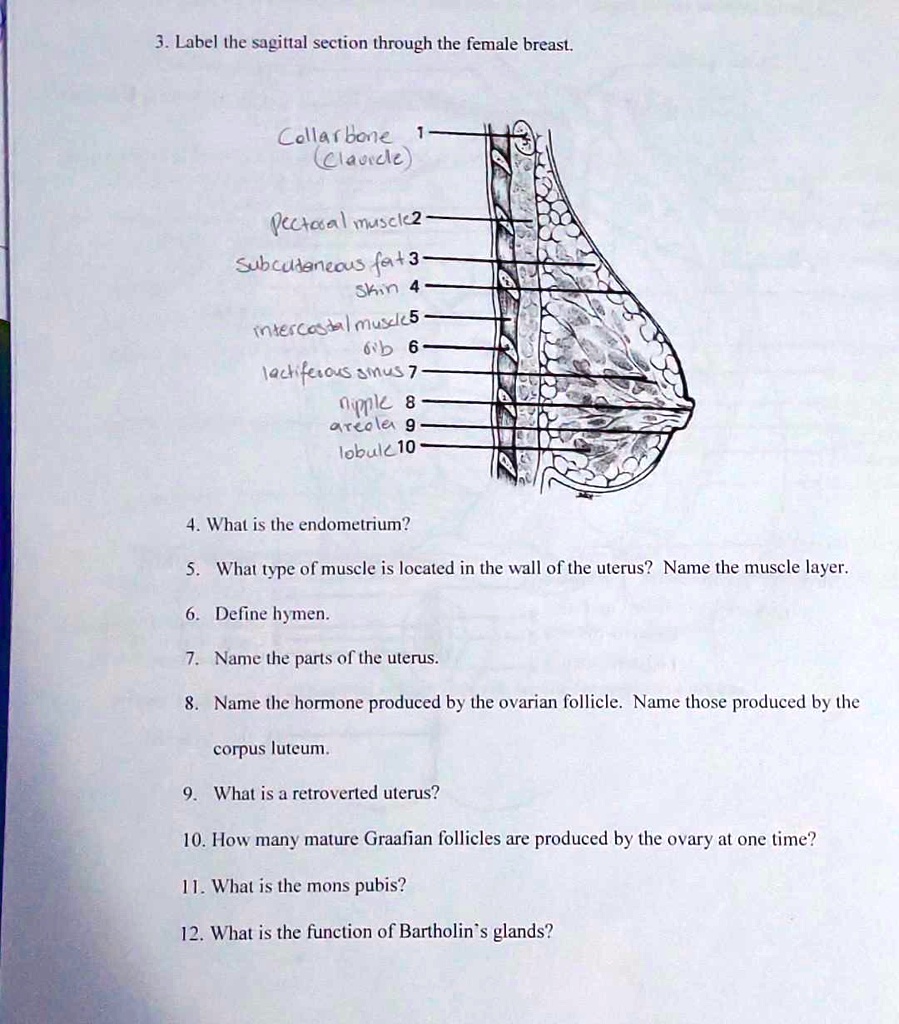 SOLVED: 3. Label the sagittal section through the female breast