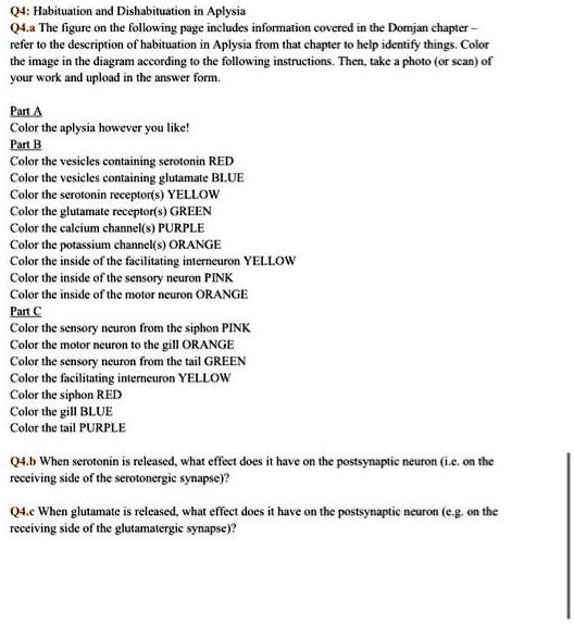 Q4: Habituation and Dishabituation in Aplysia
Q4.a The figure on the following page includes information covered in the Domjan chapter -
refer to the description of habituation in Aplysia from that chapter to help identify things. Color
the image in the diagram according to the following instructions. Then, take a photo (or scan) of
your work and upload in the answer form.
Part A
Color the aplysia however you like!
Part B
Color the vesicles containing serotonin RED
Color the vesicles containing glutamate BLUE
Color the serotonin receptor(s) YELLOW
Color the glutamate receptor(s) GREEN
Color the calcium channel(s) PURPLE
Color the potassium channel(s) ORANGE
Color the inside of the facilitating interneuron YELLOW
Color the inside of the sensory neuron PINK
Color the inside of the motor neuron ORANGE
Part C
Color the sensory neuron from the siphon PINK
Color the motor neuron to the gill ORANGE
Color the sensory neuron from the tail GREEN
Color the facilitating interneuron YELLOW
Color the siphon RED
Color the gill BLUE
Color the tail PURPLE
Q4.b When serotonin is released, what effect does it have on the postsynaptic neuron (i.e. on the
receiving side of the serotonergic synapse)?
Q4.c When glutamate is released, what effect does it have on the postsynaptic neuron (e.g. on the
receiving side of the glutamatergic synapse)?