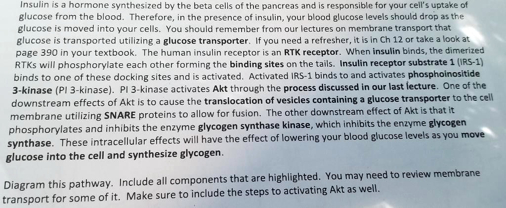 SOLVED: Insulin is a hormone synthesized by the beta cells of the ...
