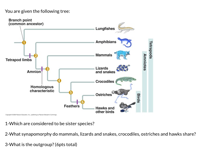 SOLVED: You are given the following tree: Branch point (common ancestor ...