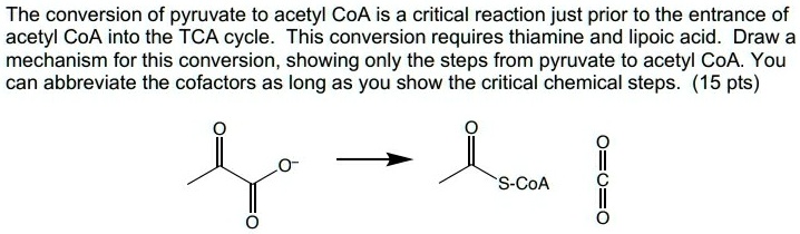 SOLVED:The conversion of pyruvate to acetyl CoA is a critical reaction ...