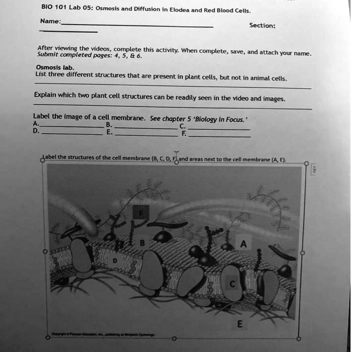 SOLVED BIO 101 Lab 05 Osmosis and Diffusion Elodea and Red Blood