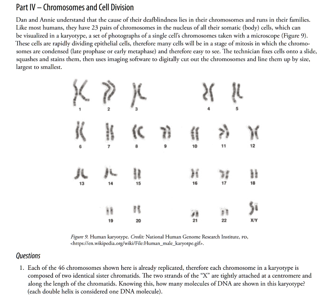 Part IV – Chromosomes and Cell Division

Dan and Annie understand that the cause of their deafblindness lies in their chromosomes and runs in their families. Like most humans, they have 23 pairs of chromosomes in the nucleus of all their somatic (body) cells, which can be visualized in a karyotype, a set of photographs of a single cell’s chromosomes taken with a microscope (Figure 9). These cells are rapidly dividing epithelial cells, therefore many cells will be in a stage of mitosis in which the chromosomes are condensed (late prophase or early metaphase) and therefore easy to see. The technician fixes cells onto a slide, squashes and stains them, then uses imaging software to digitally cut out the chromosomes and line them up by size, largest to smallest.

Figure 9. Human karyotype. Credit: National Human Genome Research Institute, PD, <https://en.wikipedia.org/wiki/File:Humanmalekaryotpe.gif>.

Questions

1. Each of the 46 chromosomes shown here is already replicated, therefore each chromosome in a karyotype is composed of two identical sister chromatids. The two strands of the ‘‘X’’ are tightly attached at a centromere and along the length of the chromatids. Knowing this, how many molecules of DNA are shown in this karyotype? (each double helix is considered one DNA molecule).