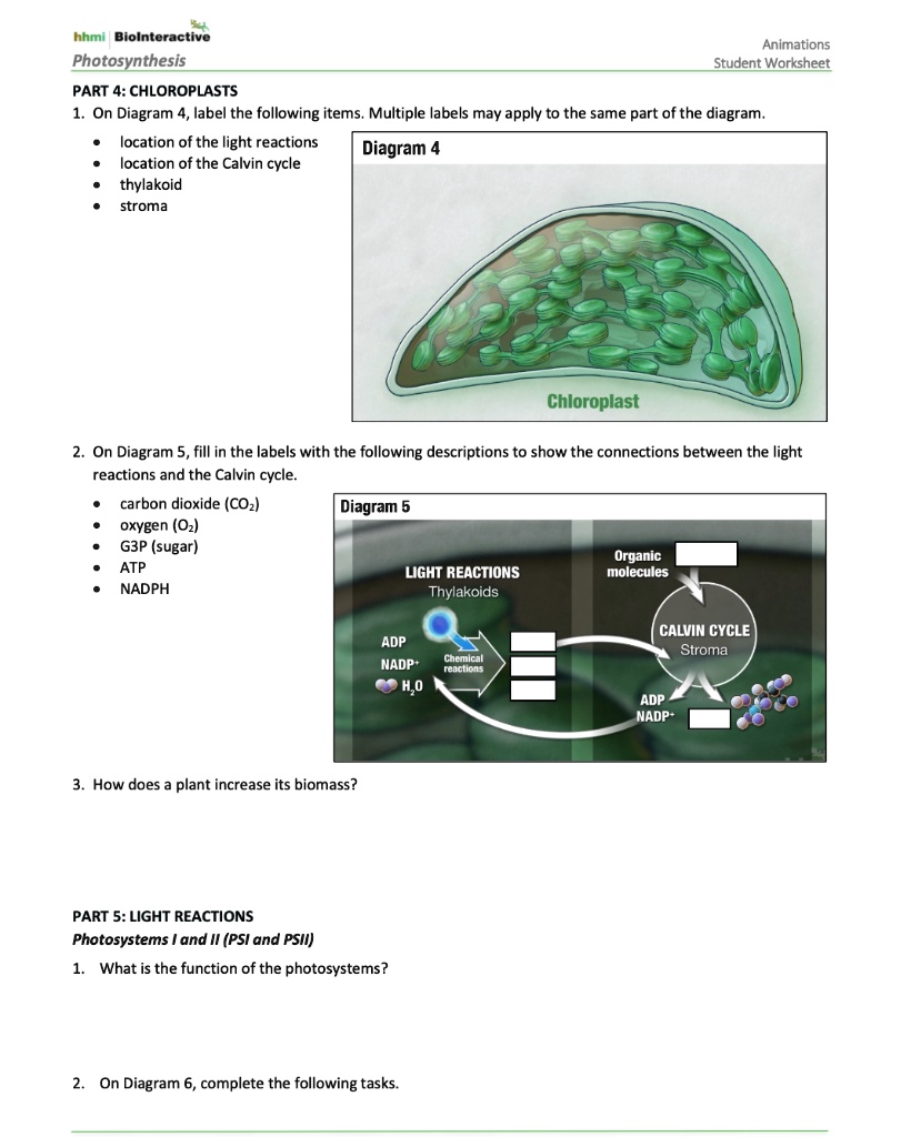 SOLVED: hhmi Biolnteractive Photosynthesis Animations Student Worksheet  PART 4: CHLOROPLASTS 1. On Diagram 4, label the following items Multiple  labels may apply to the same part of the diagram location of the