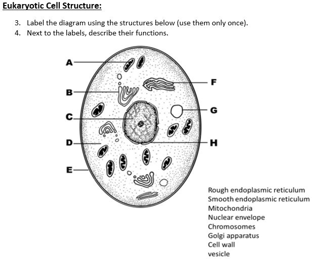 SOLVED: Eukaryotic Cell Structure: Label the diagram using the ...