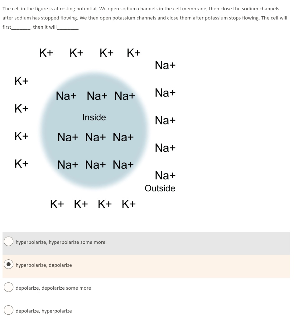 The cell in the figure is at resting potential. We open sodium channels in the cell membrane, then close the sodium channels after sodium has stopped flowing. We then open potassium channels and close them after potassium stops flowing. The cell will first, then it will
K+ K+ K+ K+
Na+
K+
Na+ Na+ Na+
Na+
K+
Inside
Na+
K+
Na+ Na+ Na+
Na+
K+
Na+ Na+ Na+
Na+
Outside
K+ K+ K+ K+
hyperpolarize, hyperpolarize some more
hyperpolarize, depolarize
depolarize, depolarize some more
depolarize, hyperpolarize