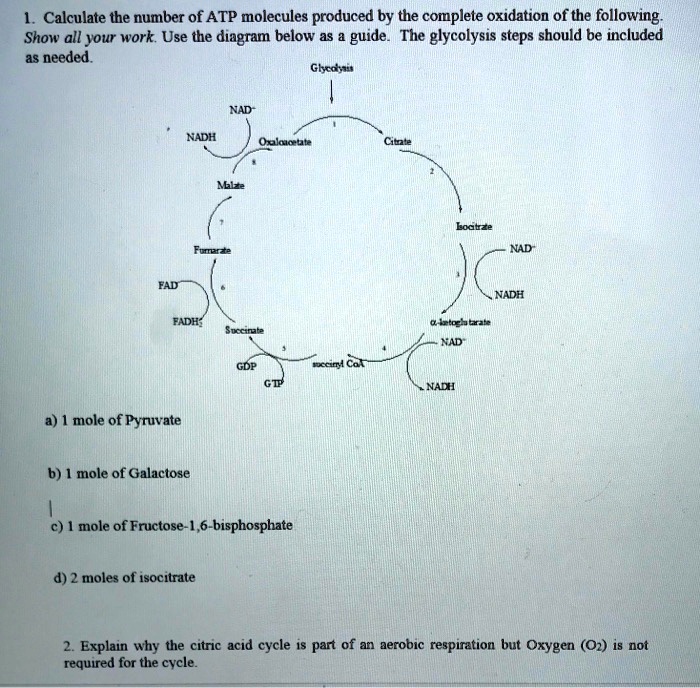 Solved Calculate The Number Of Atp Molecules Produced By The Complete