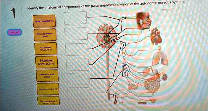 Identify the anatomical components of the parasympathetic division of the autonomic nervous system.
Facial nerve(CN VII)
Pelvic splanchnic
nerves
Oculomotor
nerve(CN III)
Trigeminal
nerve (CN V)
Abdominal aortic
plexus
Vagus nerve(CN X)
Glossopharyngeal
nerve(CN IX)