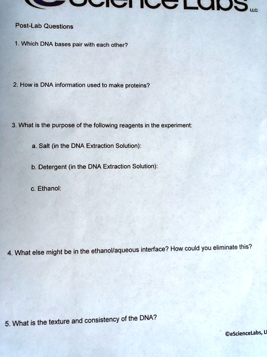 SOLVED LlErCio[ cluns PostLab Questions Which DNA bases pair wilh
