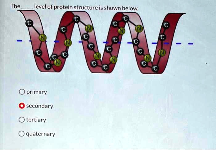 SOLVED: The level of protein structure is shown below: - Primary ...