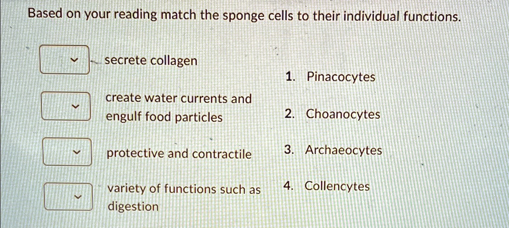 Based on your reading match the sponge cells to their individual functions.

 secrete collagen

1. Pinacocytes

create water currents and
engulf food particles

2. Choanocytes

protective and contractile

3. Archaeocytes

variety of functions such as
digestion

4. Collencytes