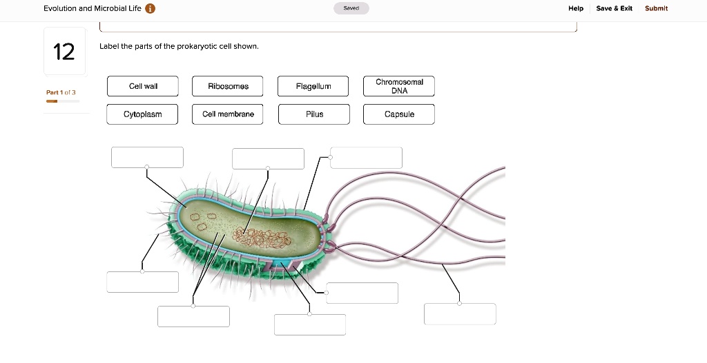 SOLVED: Evolution and Microbial Life Saved Help Save Exit Submit 12 ...