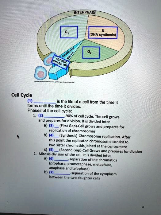 SOLVED:INTERPHASE (DNA synthosIs} Cell Cycle is the life of a cell from ...
