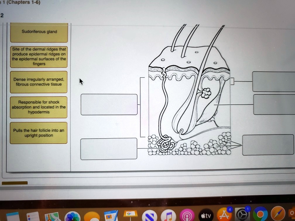 SOLVED: Chapters 1-6 Sudoriferous gland Site of the dermal ridges that ...