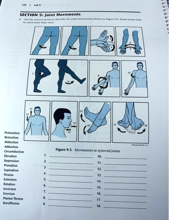 Solved: Text: Label The Movements At The Synovial Joints 120 Lab 9 