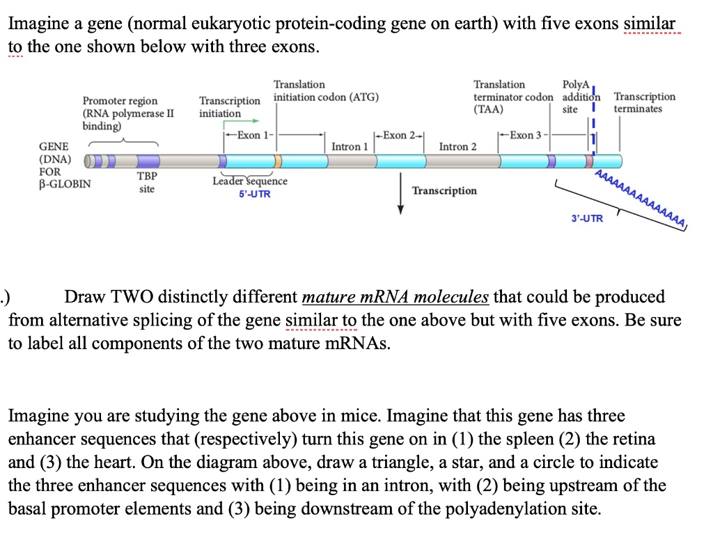 Imagine a gene normal eukaryotic protein coding gene on...