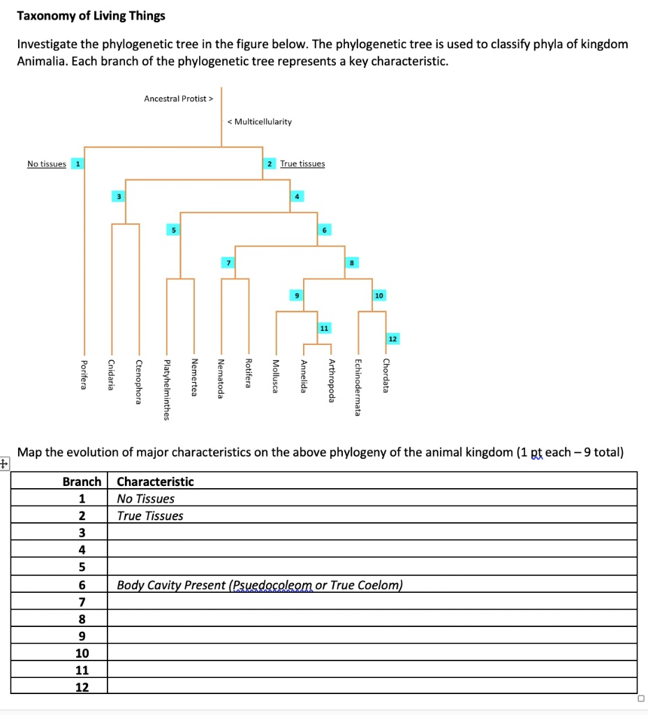 SOLVED: Taxonomy of Living Things Investigate the phylogenetic tree in the  figure below. The phylogenetic tree is used to classify phyla of kingdom  Animalia: Each branch of the phylogenetic tree represents a