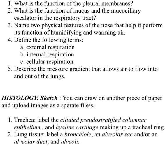 SOLVED 1. What is the function of the pleural membranes? 2. What is