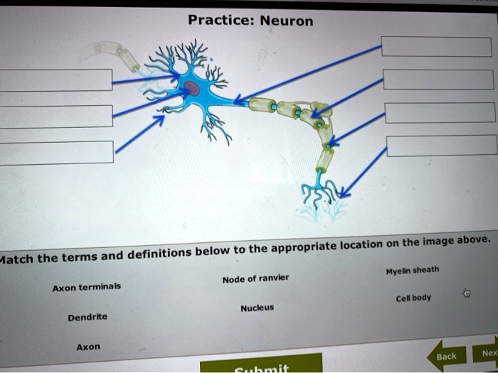 SOLVED: Practice: Neuron the appropriate location on the image above ...