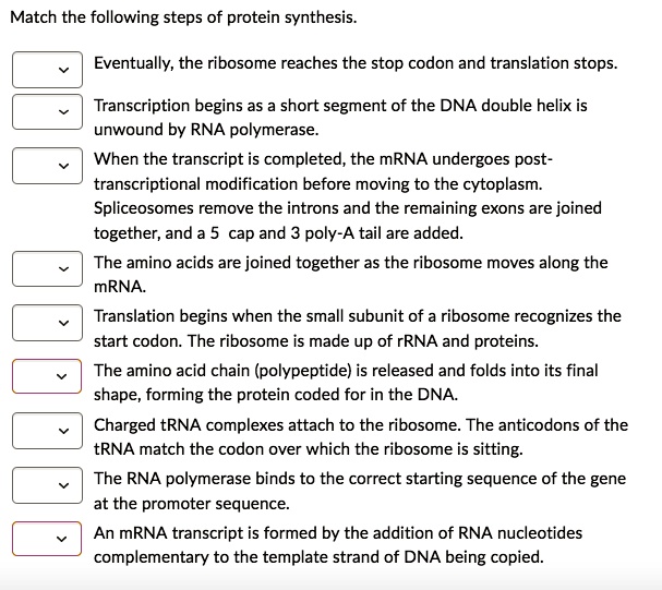 Match the following steps of protein synthesis.
Eventually, the ribosome reaches the stop codon and translation stops.
Transcription begins as a short segment of the DNA double helix is unwound by RNA polymerase.
When the transcript is completed, the mRNA undergoes post-transcriptional modification before moving to the cytoplasm. Spliceosomes remove the introns and the remaining exons are joined together, and a 5' cap and 3' poly-A tail are added.
The amino acids are joined together as the ribosome moves along the mRNA.
Translation begins when the small subunit of a ribosome recognizes the start codon. The ribosome is made up of rRNA and proteins.
The amino acid chain (polypeptide) is released and folds into its final shape, forming the protein coded for in the DNA.
Charged tRNA complexes attach to the ribosome. The anticodons of the tRNA match the codon over which the ribosome is sitting.
The RNA polymerase binds to the correct starting sequence of the gene at the promoter sequence.
An mRNA transcript is formed by the addition of RNA nucleotides complementary to the template strand of DNA being copied.