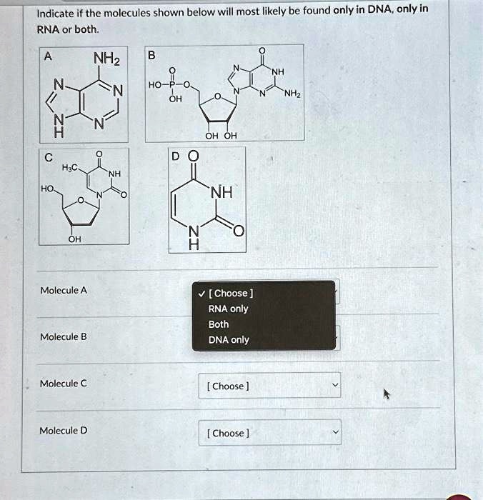 Indicate if the molecules shown below will most likely be found only in DNA, only in
RNA or both.
A
NH2
B
O
N
NH
N
HO-P-O
N
N
N
OH
NH2
ZI
N
OH OH
C
DO
H3C
NH
HO
N
NH
OH
IN
O
Molecule A
Molecule B
? [Choose]
RNA only
Both
DNA only
Molecule C
[Choose]
V
A
Molecule D
[Choose]