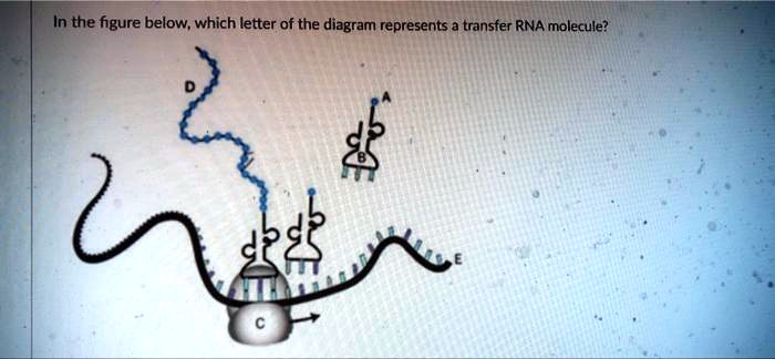 In the figure below, which letter of the diagram represents a transfer RNA molecule?