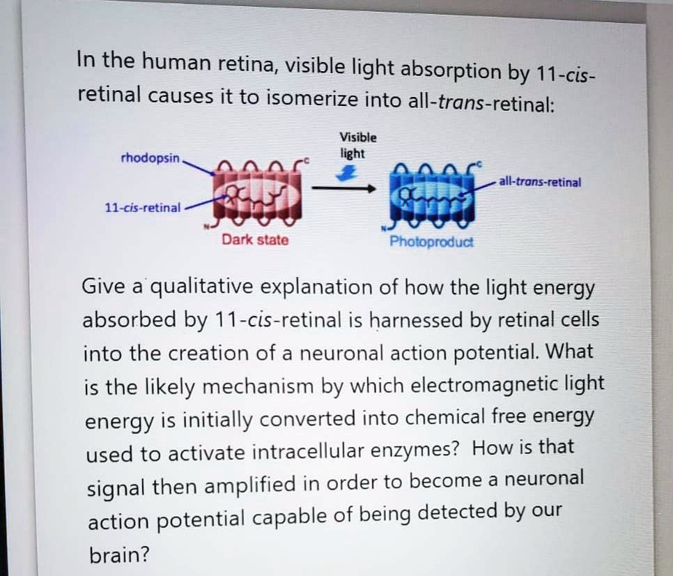 Solved in the human retina visible light absorption by 11 cis retinal