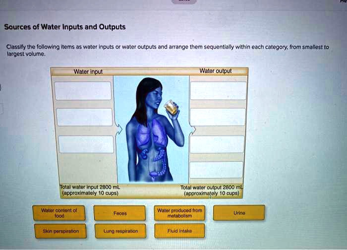Sources of Water Inputs and Outputs
Classify the following items as water inputs or water outputs and arrange them sequentially within each category, from smallest to largest volume.
Water input
Water output
Total water input 2800 mL (approximately 10 cups)
Total water output 2800 mL (approximately 10 cups)
Water content of food
Feces
Water produced from metabolism
Urine
Skin perspiration
Lung respiration
Fluid Intake