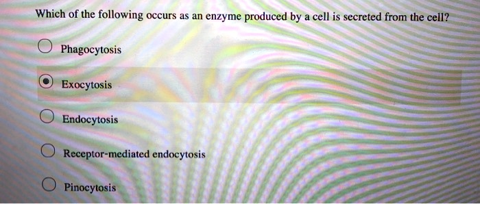 Which of the following occurs as an enzyme produced by a cell is secreted from the cell?
Phagocytosis
Exocytosis
Endocytosis
Receptor-mediated endocytosis
Pinocytosis