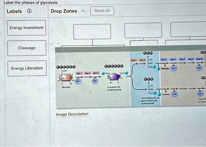 Solved: Texts: Label The Phases Of Glycolysis. Label The Phases Of 