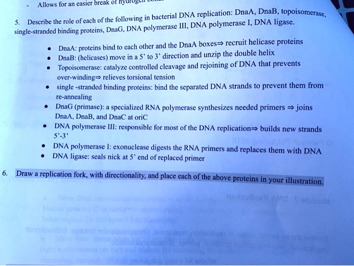 Solved Allows For An Easier Break Of Hyuogtu Bacterial Dna Replication