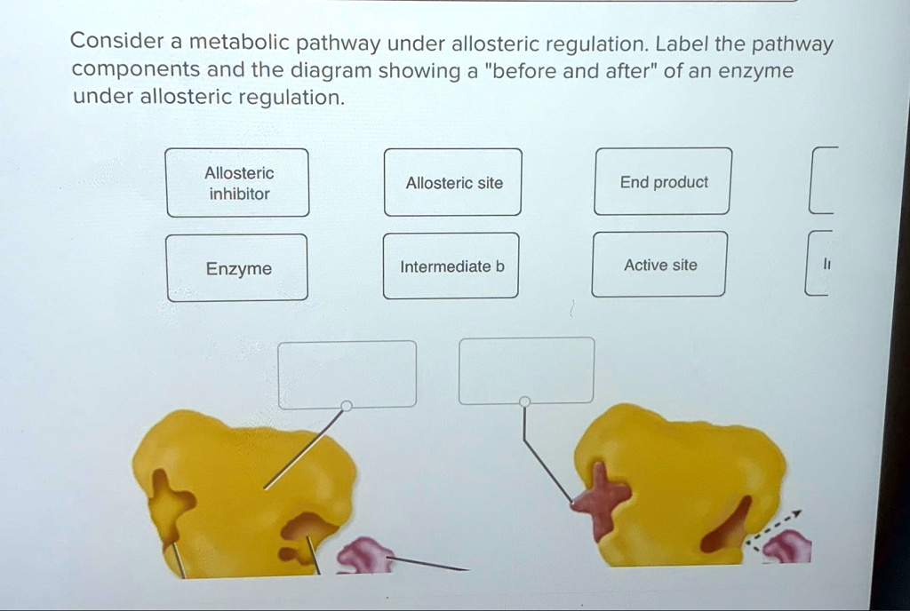 Consider a metabolic pathway under allosteric regulation. Label the ...