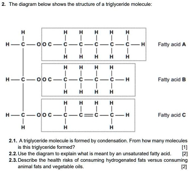 Triglyceride Structure Diagram