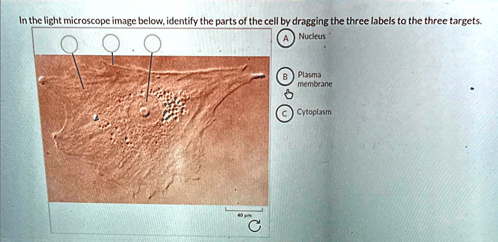 In the light microscope image below, identify the parts of the cell by ...