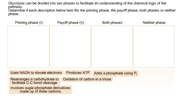 Glycolysis Can Be Divided Into Two Phases To Facilitate An 