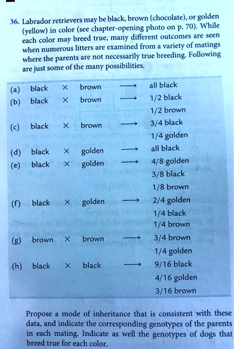 36. Labrador retrievers may be black, brown (chocolate), or golden
(yellow) in color (see chapter-opening photo on p. 70). While
each color may breed true, many different outcomes are seen
when numerous litters are examined from a variety of matings
where the parents are not necessarily true breeding. Following
are just some of the many possibilities.
(a) black (	imes) brown (ightarrow) all black
(b) black (	imes) brown (ightarrow) 1/2 black
1/2 brown
(c) black (	imes) brown (ightarrow) 3/4 black
1/4 golden
(d) black (	imes) golden (ightarrow) all black
(e) black (	imes) golden (ightarrow) 4/8 golden
3/8 black
1/8 brown
(f) black (	imes) golden (ightarrow) 2/4 golden
1/4 black
1/4 brown
(g) brown (	imes) brown (ightarrow) 3/4 brown
1/4 golden
(h) black (	imes) black (ightarrow) 9/16 black
4/16 golden
3/16 brown
Propose a mode of inheritance that is consistent with these
data, and indicate the corresponding genotypes of the parents
in each mating. Indicate as well the genotypes of dogs that
breed true for each color.