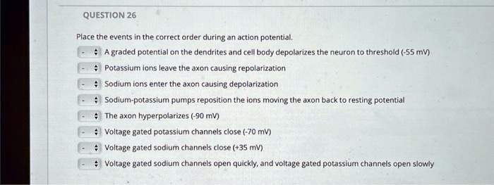 QUESTION 26
Place the events in the correct order during an action potential.
A graded potential on the dendrites and cell body depolarizes the neuron to threshold (-55 mV)
Potassium ions leave the axon causing repolarization
Sodium ions enter the axon causing depolarization
Sodium-potassium pumps reposition the ions moving the axon back to resting potential
The axon hyperpolarizes (-90 mV)
Voltage gated potassium channels close (-70 mV)
Voltage gated sodium channels close (+35 mV)
Voltage gated sodium channels open quickly, and voltage gated potassium channels open slowly