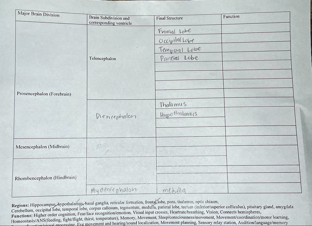 SOLVED: Regions: Hippocampus, hypothalamus, basal ganglia, reticular ...