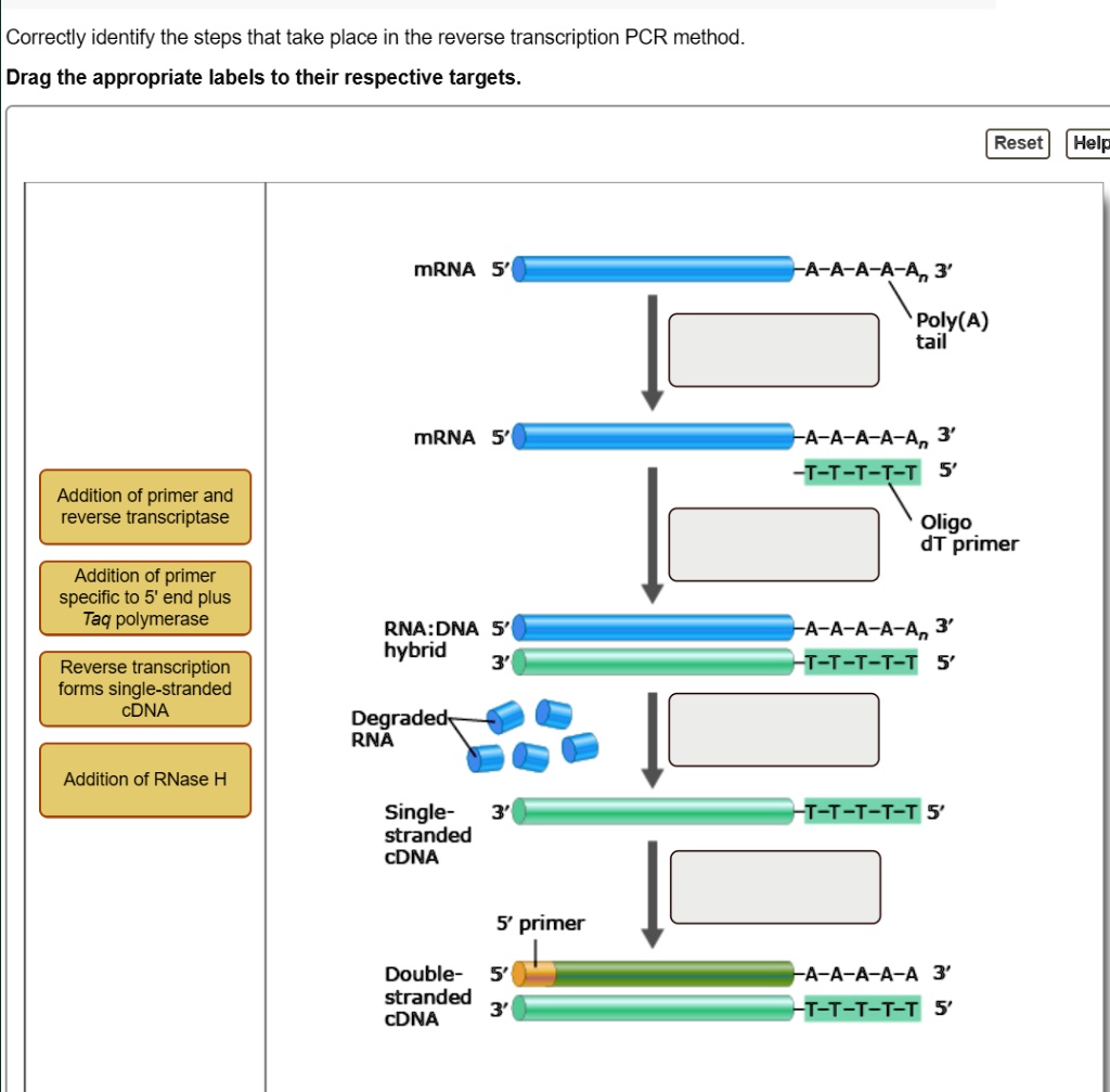Solved Correctly Identify The Steps That Take Place In The Reverse Solved Correctly Identify The Steps That Take Place In The Reverse