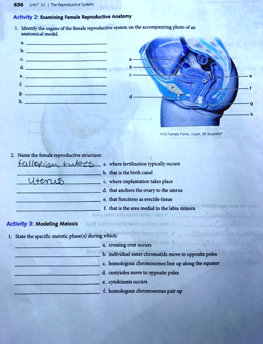 SOLVED: 656UNIT 32The Reproductive System Activity 2:Examining Female ...