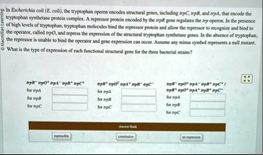 in escherichia coli e coli the tryptophan operon encodes structural genes including trpc trpb and trpa that encode the tryptophan synthetase protein complex a repressor protein encoded by th 37047