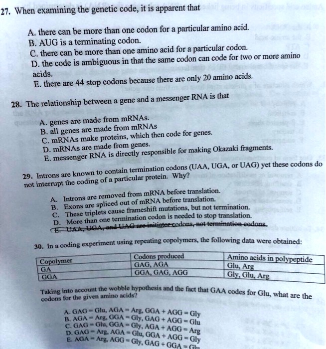 27. When examining the genetic code, it is apparent that

A. there can be more than one codon for a particular amino acid.
B. AUG is a terminating codon.
C. there can be more than one amino acid for a particular codon.
D. the code is ambiguous in that the same codon can code for two or more amino acids.
E. there are 44 stop codons because there are only 20 amino acids.

28. The relationship between a gene and a messenger RNA is that

A. genes are made from mRNAs.
B. all genes are made from mRNAs
C. mRNAs make proteins, which then code for genes.
D. mRNAs are made from genes.
E. messenger RNA is directly responsible for making Okazaki fragments.

29. Introns are known to contain termination codons (UAA, UGA, or UAG) yet these codons do not interrupt the coding of a particular protein. Why?

A. Introns are removed from mRNA before translation.
B. Exons are spliced out of mRNA before translation.
C. These triplets cause frameshift mutations, but not termination.
D. More than one termination codon is needed to stop translation.
E. UAA, UGA, and UAG are initiator codons, not termination codons.

30. In a coding experiment using repeating copolymers, the following data were obtained:

Copolymer | Codons produced | Amino acids in polypeptide
GA | GAG, AGA | Glu, Arg
GGA | GGA, GAG, AGG | Gly, Glu, Arg

Taking into account the wobble hypothesis and the fact that GAA codes for Glu, what are the codons for the given amino acids?

A. GAG = Glu, AGA = Arg, GGA + AGG = Gly
B. AGA = Arg, GGA = Gly, GAG + AGG = Glu
C. GAG = Glu, GGA = Gly, AGA + AGG = Arg
D. GAG = Arg, AGA = Glu, GGA + AGG = Gly
E. AGA = Arg, AGG = Gly, GAG + GGA = Glu