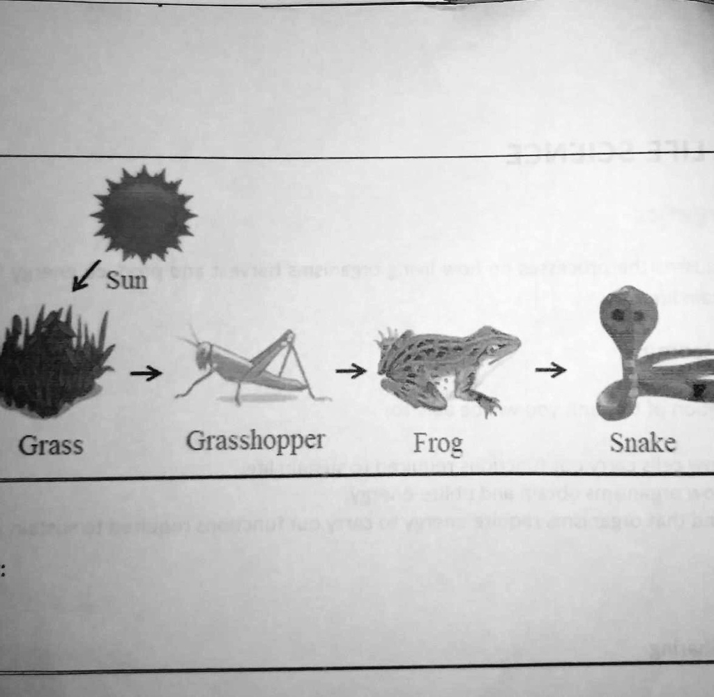 SOLVED 'Interpret the illustrations below on how they obtain their
