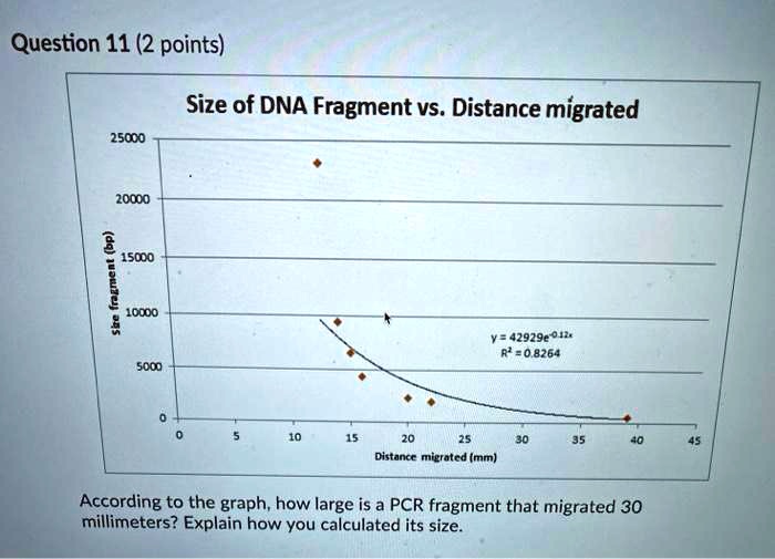 Question 11 (2 points)
Size of DNA Fragment vs. Distance migrated
25000
20000
15000
10000
5000
0
0 5 10 15 20 25 30 35 40 45
Size fragment (bp)
y = 42929e^-0.12x
R² = 0.8264
Distance migrated (mm)
According to the graph, how large is a PCR fragment that migrated 30 millimeters? Explain how you calculated its size.