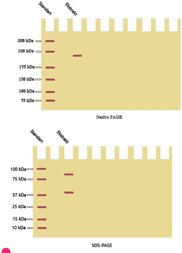 SOLVED: Native PAGE results of the enzyme extract showed a single peak ...