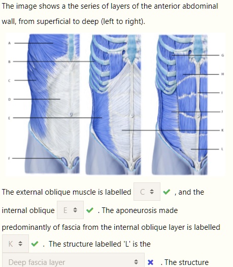 SOLVED: The image shows the series of layers of the anterior abdominal ...