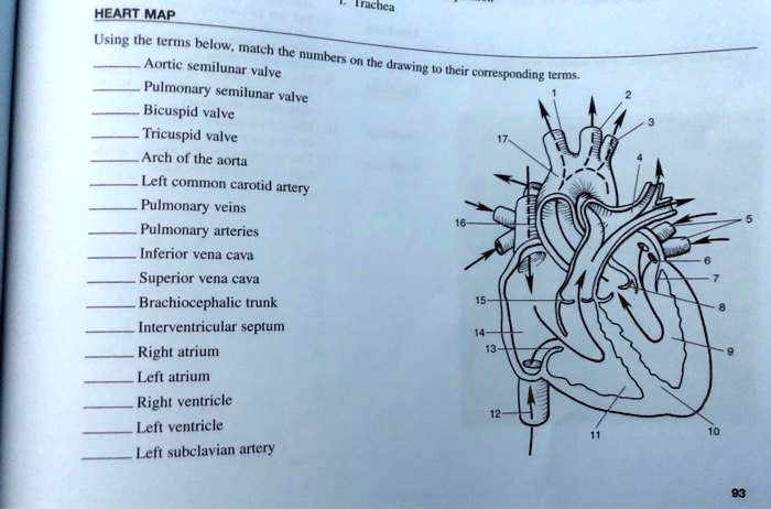 Solved: Heart Map Aortic Semilunar Valve Pulmonary Semilunar Valve 