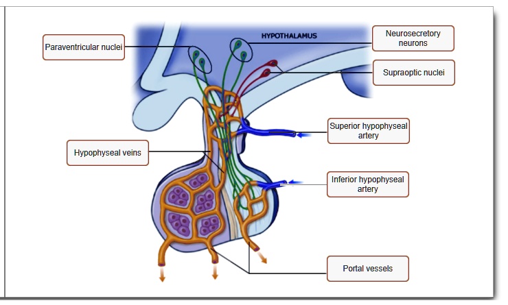 SOLVED: HYPOTHALAMUS Neurosecretory neurons Paraventricular nuclei ...