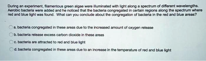 During an experiment, filamentous green algae were illuminated with light along a spectrum of different wavelengths. Aerobic bacteria were added and he noticed that the bacteria congregated in certain regions along the spectrum where red and blue light was found. What can you conclude about the congregation of bacteria in the red and blue areas?

a. bacteria congregated in these areas due to the increased amount of oxygen release
b. bacteria release excess carbon dioxide in these areas
c. bacteria are attracted to red and blue light
d. bacteria congregated in these areas due to an increase in the temperature of red and blue light