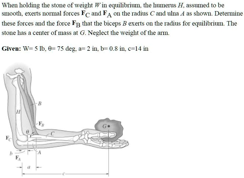 when-holding-the-stone-of-weight-w-in-equilibrium-the-humerus-h